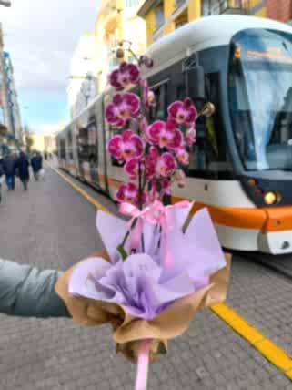 2 Dallı Bordo Orkide